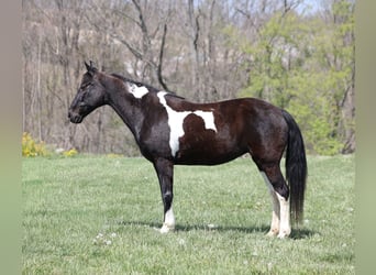 Tennessee Walking Horse, Giumenta, 15 Anni, 142 cm, Morello