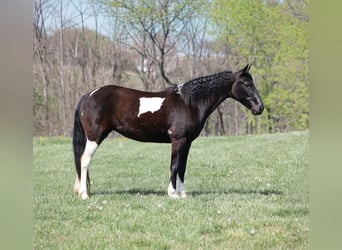 Tennessee Walking Horse, Giumenta, 15 Anni, 142 cm, Morello