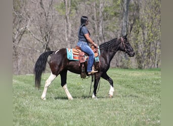 Tennessee Walking Horse, Giumenta, 15 Anni, 142 cm, Morello