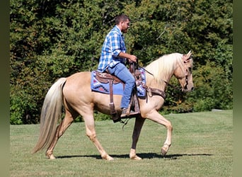 Tennessee Walking Horse, Giumenta, 15 Anni, 150 cm, Palomino