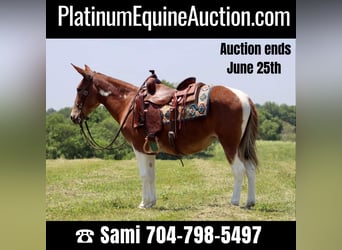 Tennessee Walking Horse, Giumenta, 15 Anni, Sauro scuro