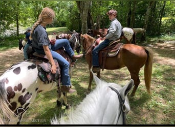 Tennessee Walking Horse, Giumenta, 16 Anni, 142 cm, Sauro ciliegia