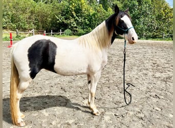 Tennessee Walking Horse Mix, Giumenta, 16 Anni, 152 cm, Tobiano-tutti i colori