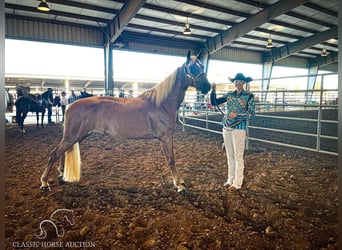 Tennessee Walking Horse, Giumenta, 17 Anni, 142 cm, Sauro ciliegia