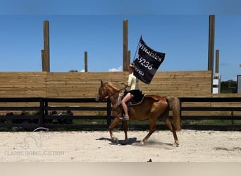 Tennessee Walking Horse, Giumenta, 17 Anni, 142 cm, Sauro ciliegia