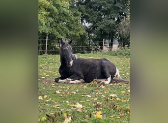 Tennessee Walking Horse, Giumenta, 18 Anni, 150 cm, Pezzato
