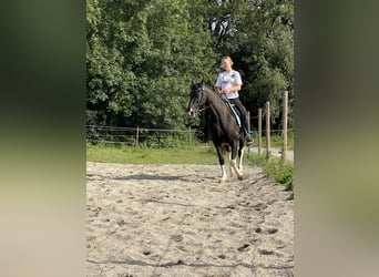 Tennessee Walking Horse, Giumenta, 18 Anni, 150 cm, Pezzato