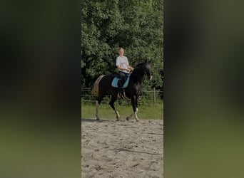 Tennessee Walking Horse, Giumenta, 18 Anni, 150 cm, Pezzato