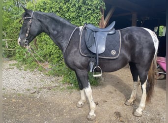 Tennessee Walking Horse, Giumenta, 18 Anni, 150 cm, Pezzato