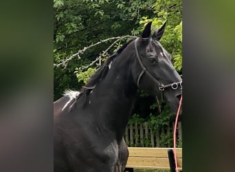 Tennessee Walking Horse, Giumenta, 19 Anni, 150 cm, Pezzato