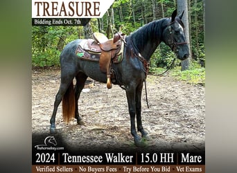 Tennessee Walking Horse, Giumenta, 2 Anni, 152 cm, Grigio