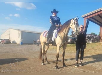 Tennessee Walking Horse, Giumenta, 2 Anni, 152 cm, Pelle di daino