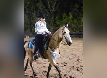 Tennessee Walking Horse, Giumenta, 2 Anni, 152 cm, Pelle di daino