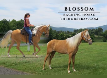 Tennessee Walking Horse, Giumenta, 2 Anni, 157 cm, Palomino