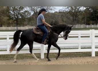 Tennessee Walking Horse, Giumenta, 3 Anni, 152 cm, Morello