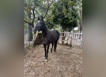 Tennessee Walking Horse, Giumenta, 4 Anni, 150 cm, Morello