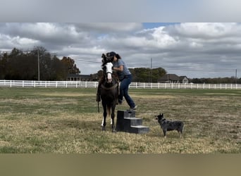 Tennessee Walking Horse, Giumenta, 4 Anni, 152 cm, Morello