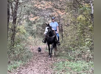 Tennessee Walking Horse, Giumenta, 4 Anni, 152 cm, Morello