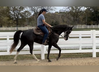Tennessee Walking Horse, Giumenta, 4 Anni, 152 cm, Morello