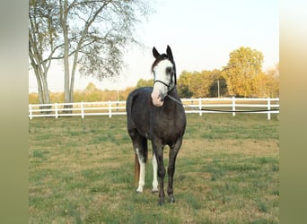 Tennessee Walking Horse, Giumenta, 4 Anni, 152 cm, Morello