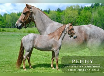 Tennessee Walking Horse, Giumenta, 4 Anni, 152 cm, Roano rosso