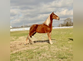 Tennessee Walking Horse, Giumenta, 4 Anni, 163 cm, Sauro ciliegia