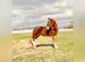 Tennessee Walking Horse, Giumenta, 4 Anni, 163 cm, Sauro ciliegia