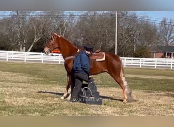 Tennessee Walking Horse, Giumenta, 4 Anni, 163 cm, Sauro ciliegia