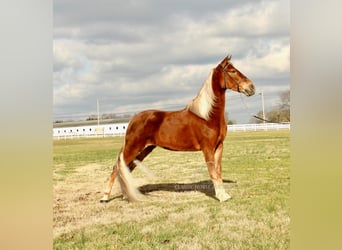 Tennessee Walking Horse, Giumenta, 4 Anni, 163 cm, Sauro ciliegia