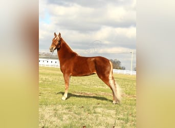 Tennessee Walking Horse, Giumenta, 4 Anni, 163 cm, Sauro ciliegia