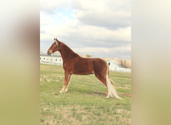 Tennessee Walking Horse, Giumenta, 4 Anni, 163 cm, Sauro ciliegia