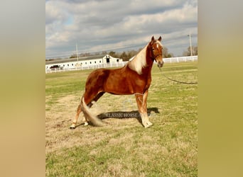 Tennessee Walking Horse, Giumenta, 4 Anni, 163 cm, Sauro ciliegia