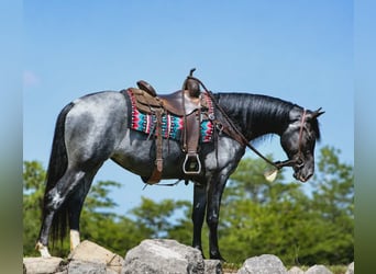 Tennessee Walking Horse, Giumenta, 5 Anni, Roano blu