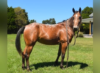 Tennessee Walking Horse, Giumenta, 6 Anni, 137 cm, Baio ciliegia