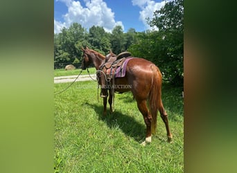 Tennessee Walking Horse, Giumenta, 6 Anni, 142 cm, Sauro ciliegia