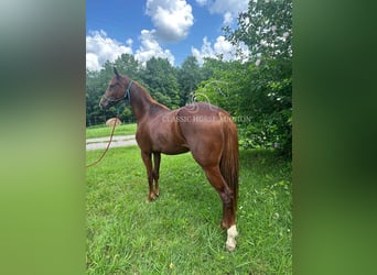 Tennessee Walking Horse, Giumenta, 6 Anni, 142 cm, Sauro ciliegia