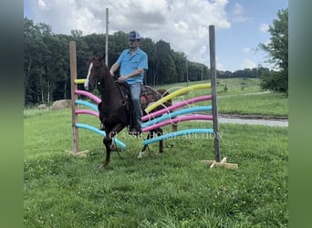 Tennessee Walking Horse, Giumenta, 6 Anni, 142 cm, Sauro ciliegia