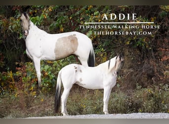 Tennessee Walking Horse, Giumenta, 6 Anni, 160 cm, Tobiano-tutti i colori