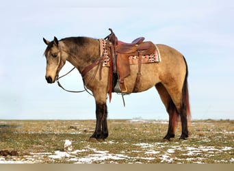 Tennessee Walking Horse, Giumenta, 7 Anni