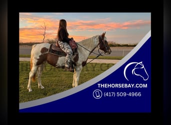 Tennessee Walking Horse, Giumenta, 7 Anni, Tobiano-tutti i colori