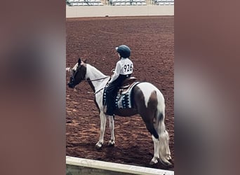 Tennessee Walking Horse, Giumenta, 9 Anni, 132 cm, Tobiano-tutti i colori