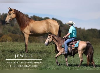 Tennessee Walking Horse, Giumenta, 9 Anni, 142 cm, Champagne