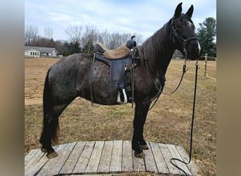 Tennessee Walking Horse, Giumenta, 9 Anni, 150 cm, Roano blu