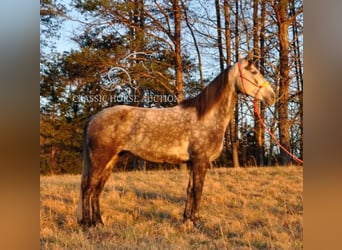 Tennessee Walking Horse, Giumenta, 9 Anni, 152 cm, Baio ciliegia