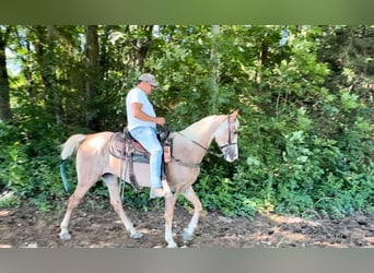 Tennessee Walking Horse, Giumenta, 9 Anni, 152 cm, Sauro scuro