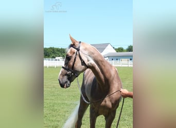 Tennessee Walking Horse, Giumenta, 9 Anni, 152 cm, Sauro scuro