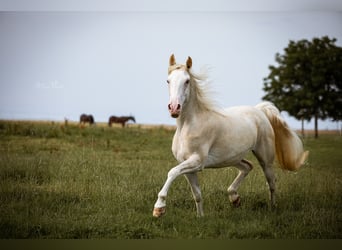 Tennessee Walking Horse, Giumenta, 9 Anni, 157 cm, Sabino