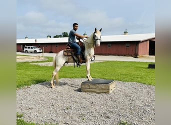 Tennessee walking horse, Hengst, 3 Jaar, 142 cm, Roodvos