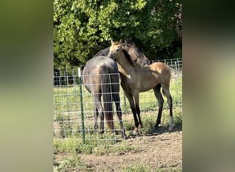 Tennessee Walking Horse, Hengst, Fohlen (03/2025), 163 cm, Buckskin