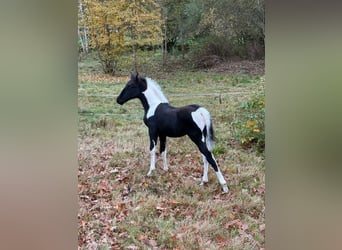 Tennessee Walking Horse, Hengst, Fohlen (08/2025), 165 cm, Schecke